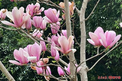 玉兰花树风水|原创 玉兰花树的风水禁忌 种植要注意什么